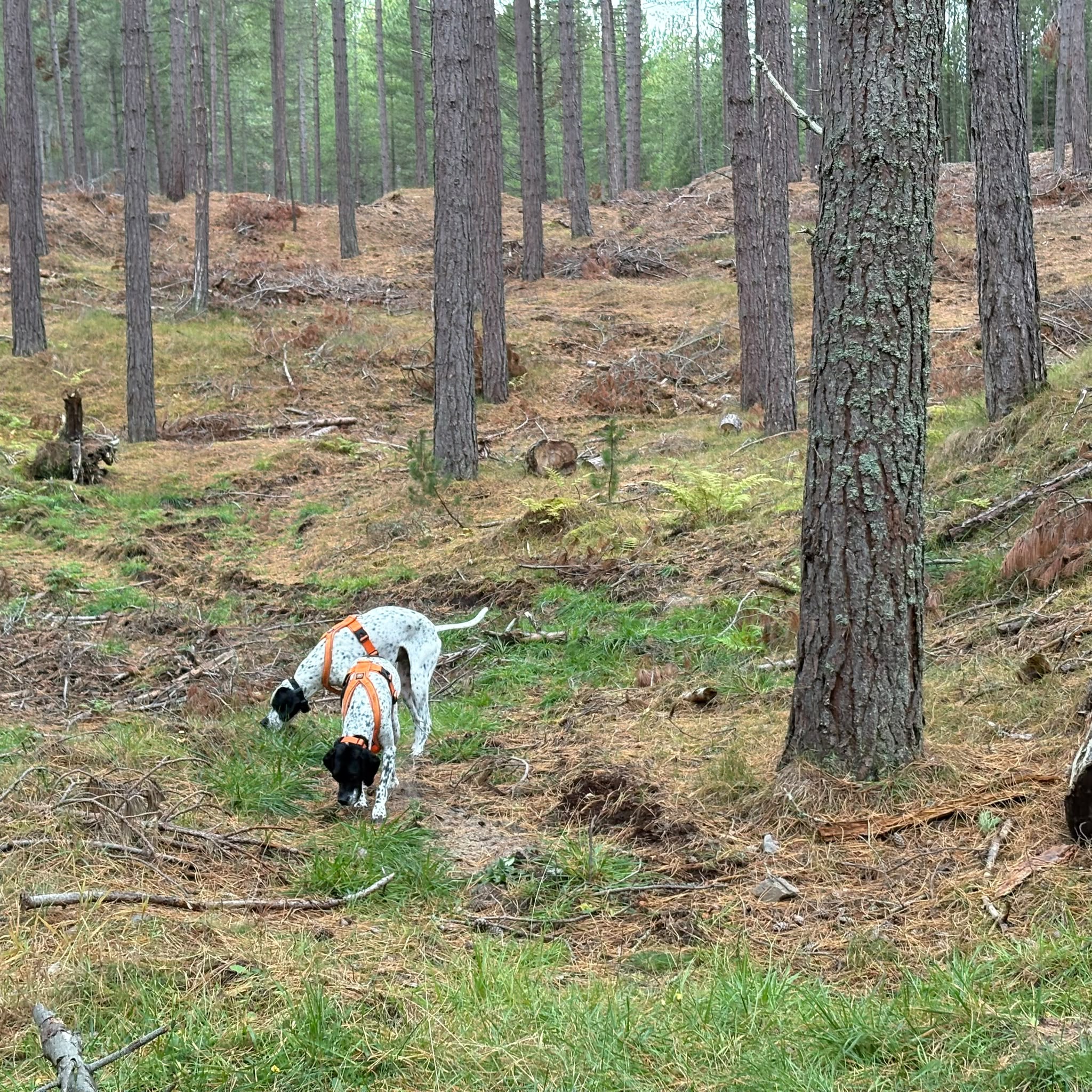 Pointer dog exploring a pine woodland