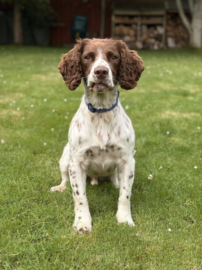 Springer Spaniel sitting on a garden lawn