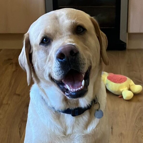 Smiling yellow Labrador at home with a toy