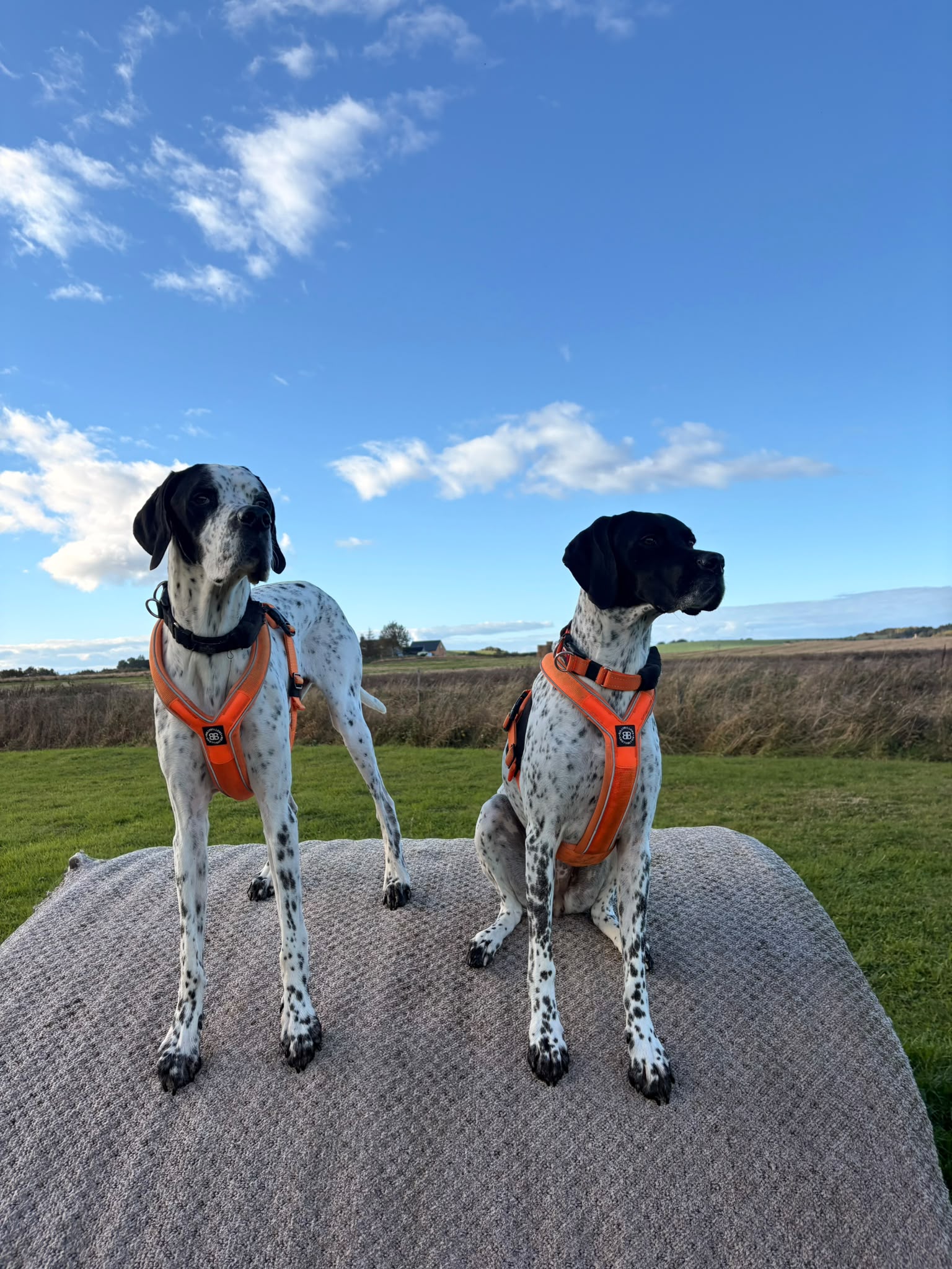 Two pointer dogs in orange harnesses posing together under a blue sky
