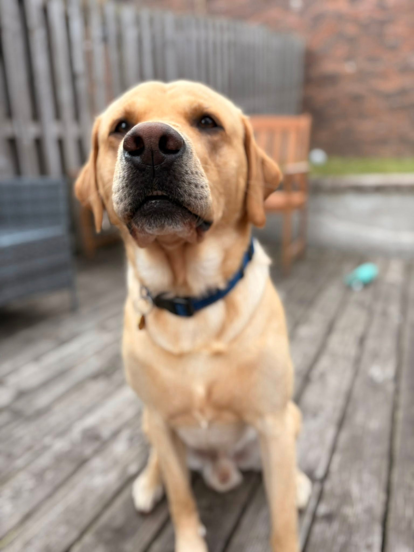 Golden Labrador sitting on a wooden deck