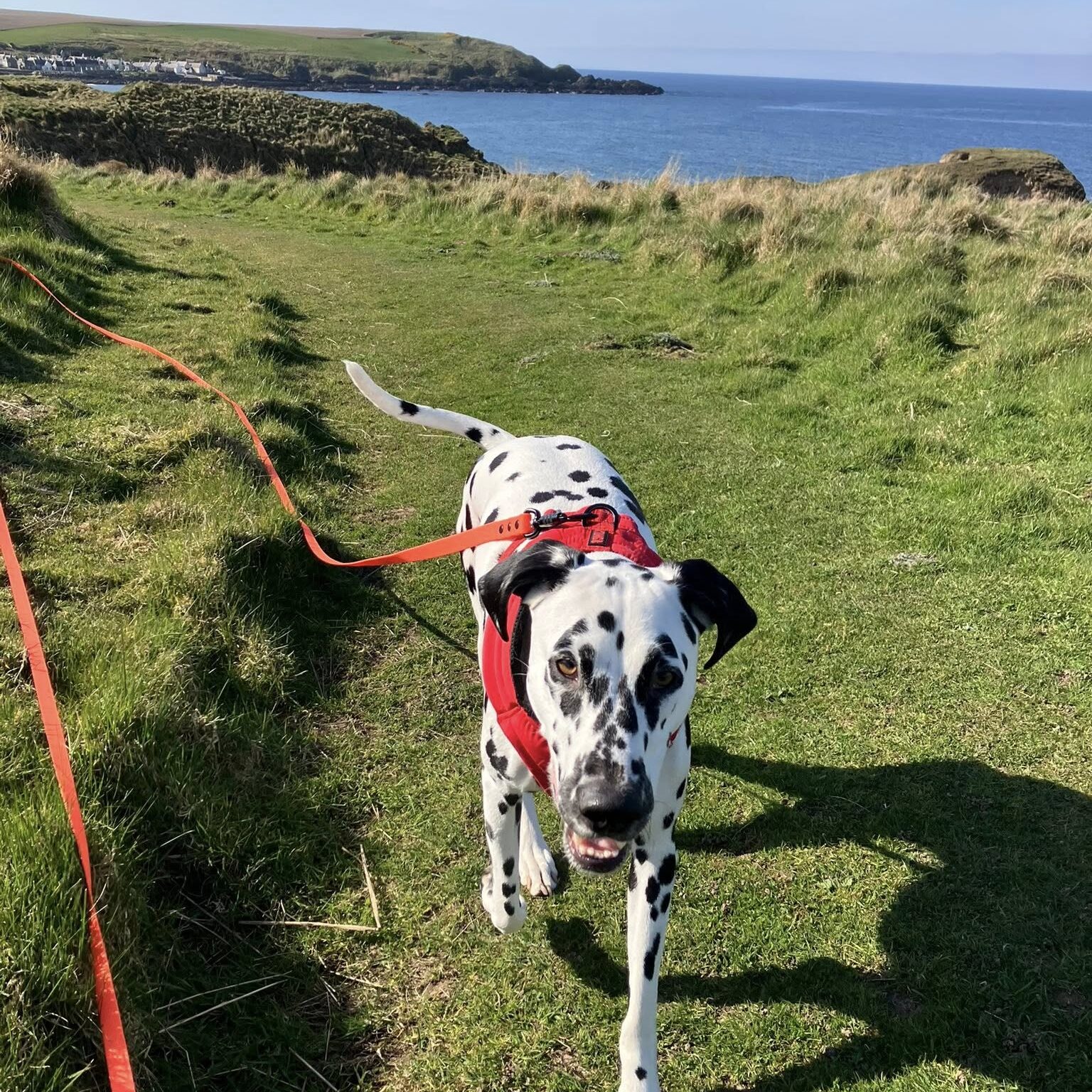 Dalmatian on a clifftop walk by the sea