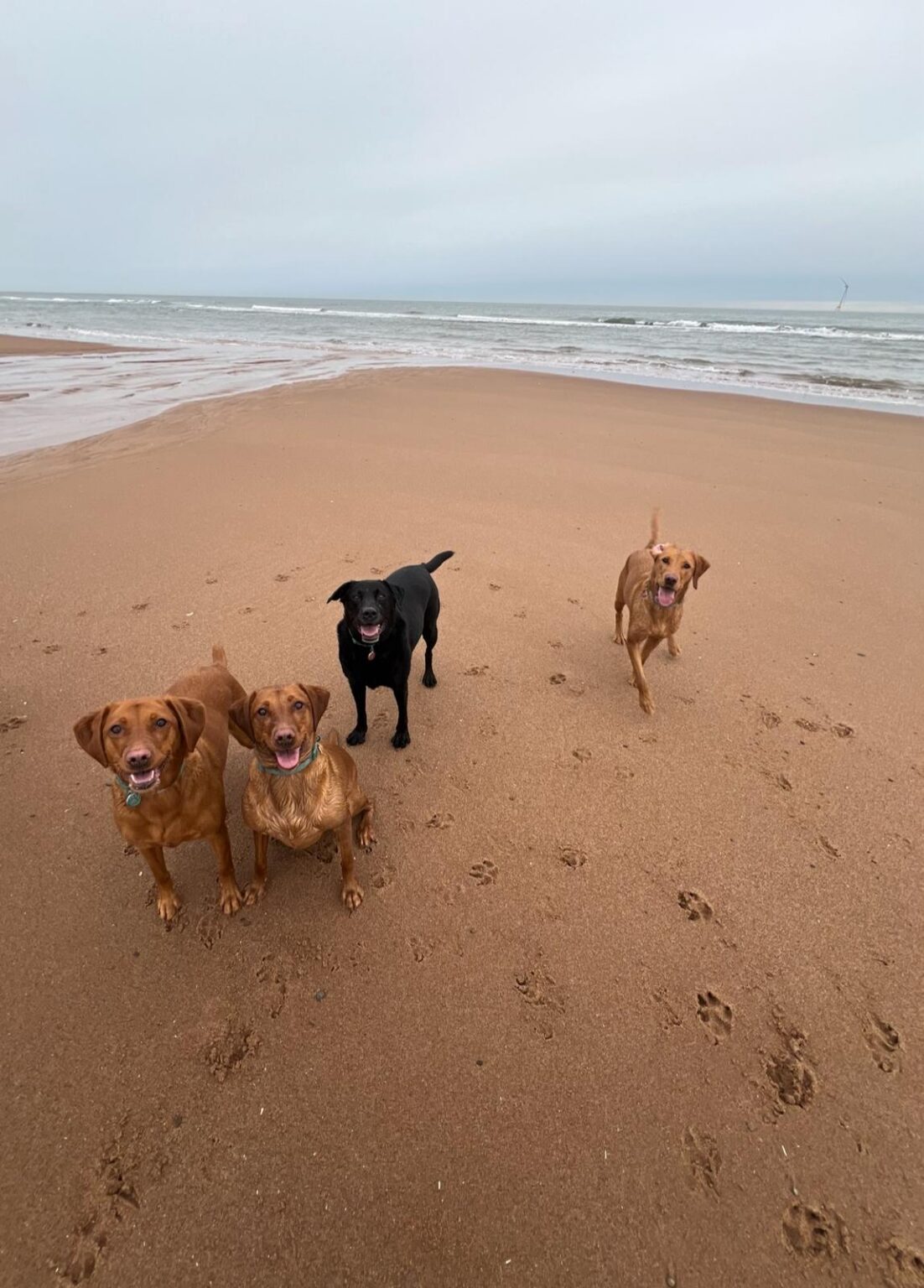 Four happy dogs on a sandy beach with the sea behind them