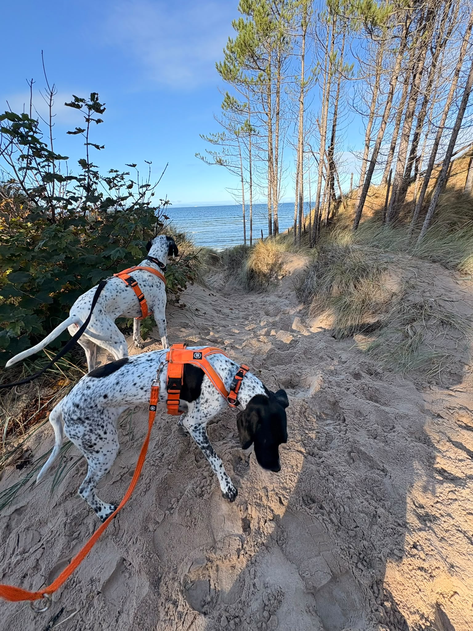 Two pointer dogs in orange harnesses on a coastal path during a walk
